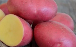 Ред Скарлет