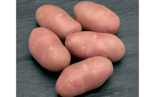 Ред Скарлет