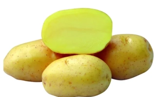 Картофель сорта Роксана