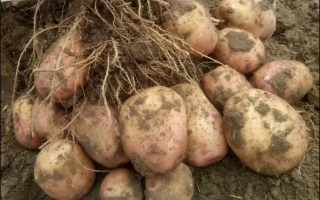 Розовый Чародей