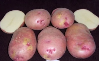 Русская Красавица