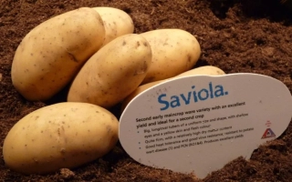 Савиола