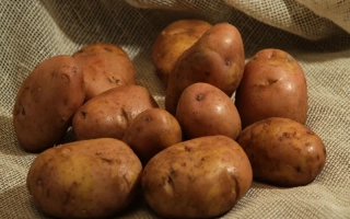Картофель сорта Серпанок на мешковине
