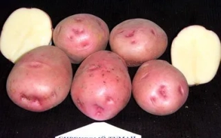 Сиреневый Туман