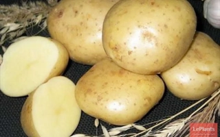 Скороплодный