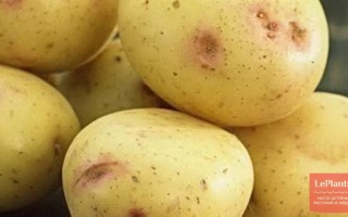 Сокольский