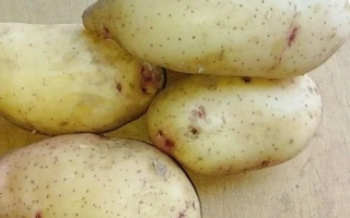 Картофель сорта Струмок