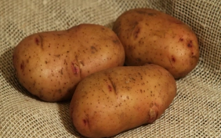 Три картофелины сорта Тирас на мешковине
