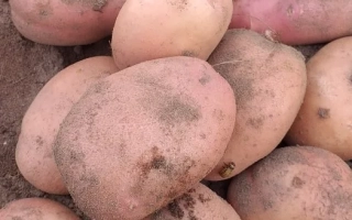 Семенной картофель сорта Сарпо мира на земле - ВЕРА