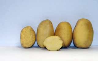 Вершининский