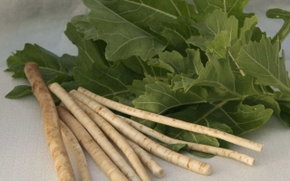 Свежие стебли и листья катрана на светлом фоне - Пикадром