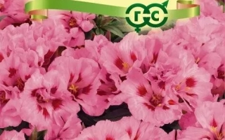 Девичий Румянец