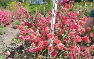 Лиловая ФЕЯ