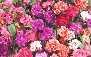 Малиновая Чаша