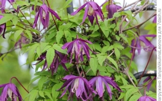 Фиолетовые цветы Клематис на фоне зелёных листьев - Биджинская