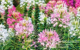 Эстафета Приморья