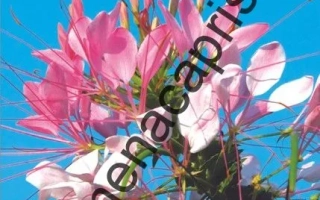 Змей Горыныч