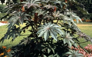 Рубиновое Созвездие