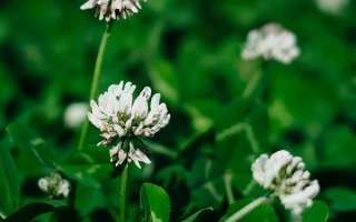 БІЛОГІРСЬКИЙ 1