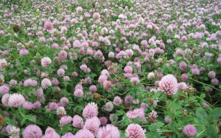 Поле клеверу ФАЛЕНСЬКИЙ 1 у квіту