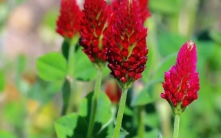 Червоні квіти клеверу на зеленому фоні - ІНТА