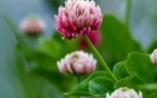 Красноуфимський 882 — клевер на фоні зелені - КРАСНОУФІМСЬКИЙ 882