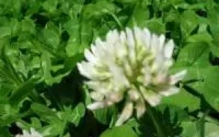 Кретуновський