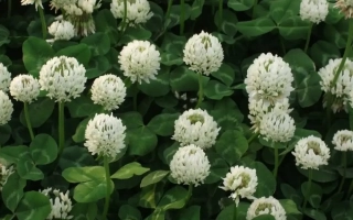 Білий клевер на зеленому фоні - Ладога