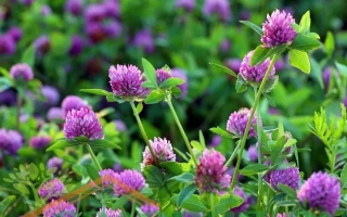 Клевер у квітучому полі - МАКАРІВСЬКИЙ МІСЦЕВИЙ