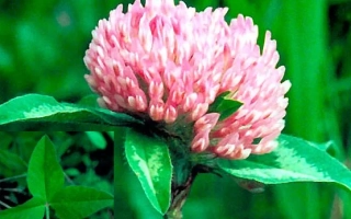 Квітуючий клевер рожевого кольору на зеленому фоні - МАРУСИНСЬКИЙ 150