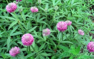 Миронівська 45 / Миронівська 45