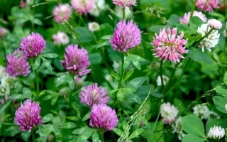 Клевер у квіту на зеленому фоні - ПЕРМСЬКИЙ МІСЦЕВИЙ