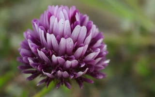 Квітка клевера сорту ПРИМОРСЬКИЙ 28