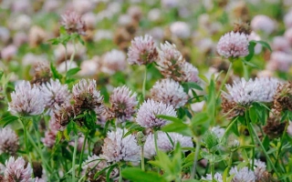 Смоленський