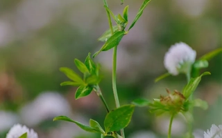 Квітуючий клевер на розмитому тлі - СМОЛЕНСЬКИЙ 29