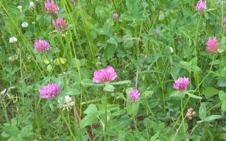 Поле клевера з рожевими квітами - СОЛИГАЛІЧСЬКИЙ МІСЦЕВИЙ