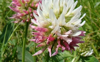 Квітучий клевер на зеленому фоні - СТЕНДСЬКИЙ ПІЗНЬОСТИГЛИЙ 11