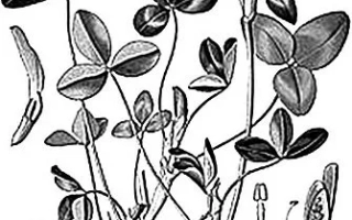 Чорно-біла ботанічна ілюстрація клеверу з насінням та коренями - ТАРНОЗЬКИЙ МІСЦЕВИЙ