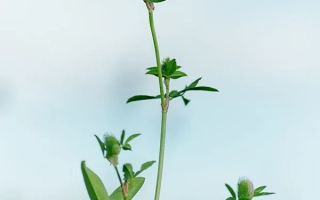 Уральский Двуукосный