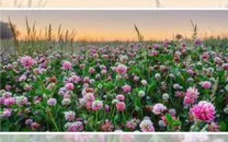 Поле клевера з рожевими квітами на заході сонця - ВАДСЬКИЙ МІСЦЕВИЙ