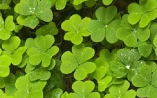 Зелені листки клевера на фоні - ВОЖЕГОДСЬКИЙ МІСЦЕВИЙ