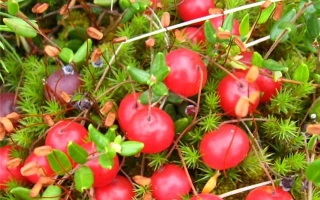 Сазоновская