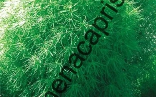 Королевский Замок