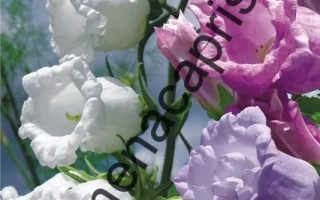 Вечерний Звон Фиолетовый