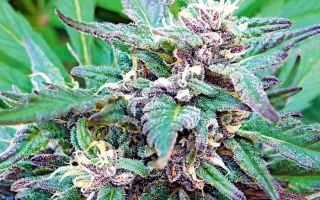 Свежий цветок конопли сорта Балина на фоне листвы