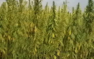 Глухивськи 51