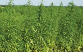 Глухивськи 85