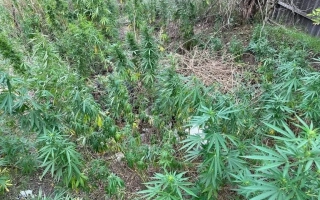 Глуховские 33