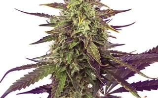 Свежий цветок конопли сорта MARGO на белом фоне - МАРГО