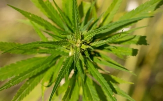 Миколайчик